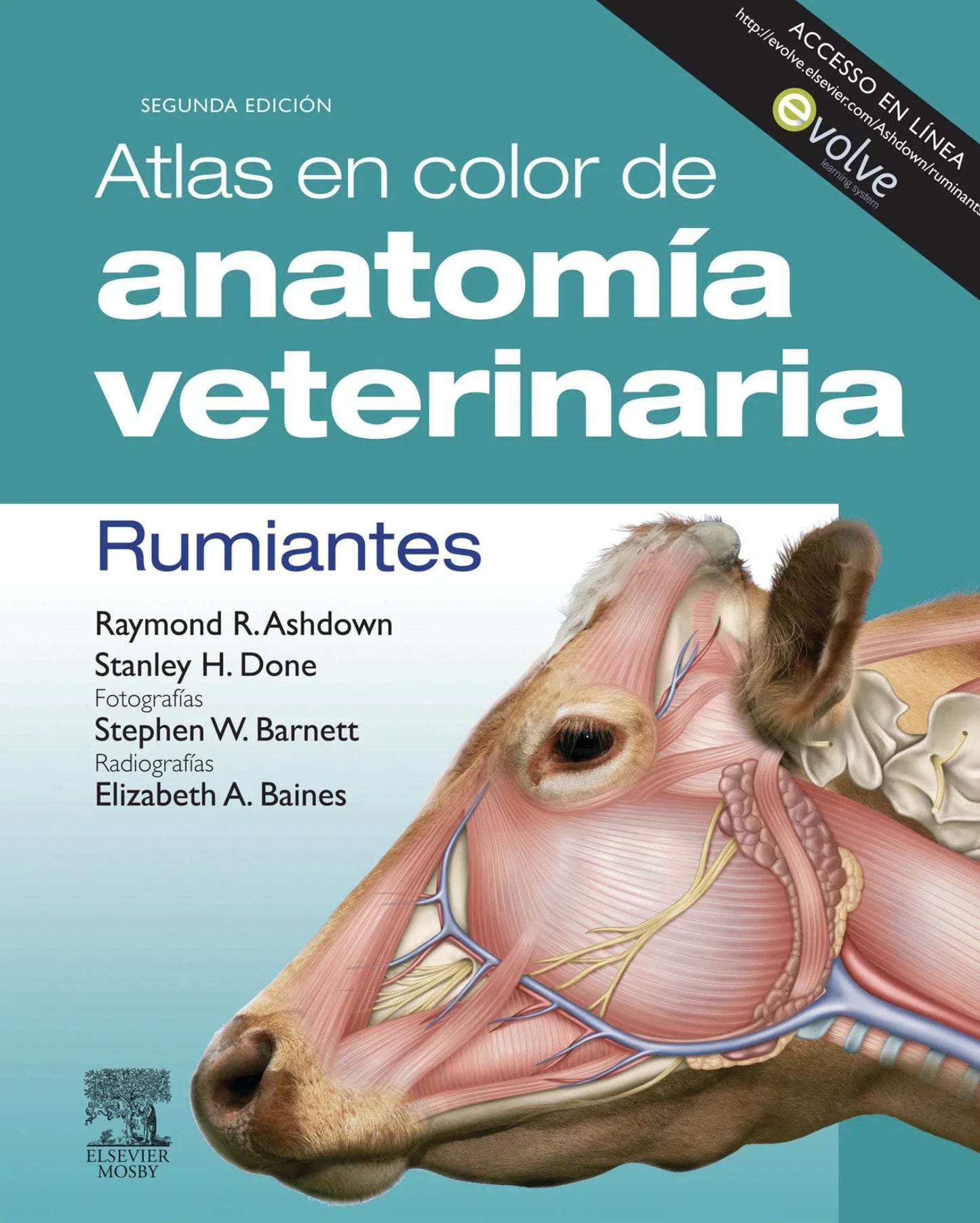 Atlas en color de anatomía veterinaria. Rumiantes